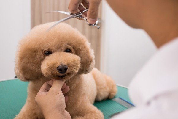 Chó Poodle bị rụng lông có sao không & chữa trị thế nào?