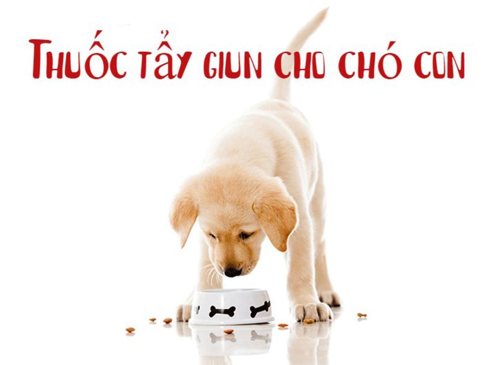 Bí quyết giúp chó Poodle uống thuốc tẩy giun thật dễ dàng