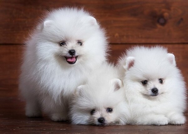 Giá phốc sóc mini bao nhiêu mới là rẻ?