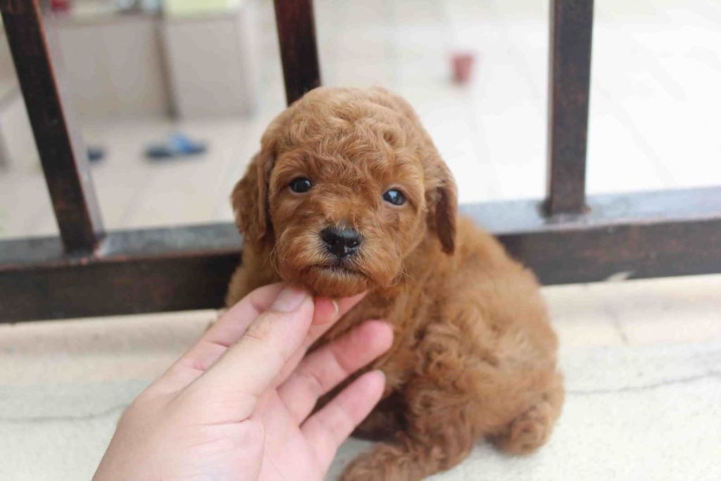 Chó Poodle con: Cách nuôi, Chăm sóc & Giá bán chó mới sinh