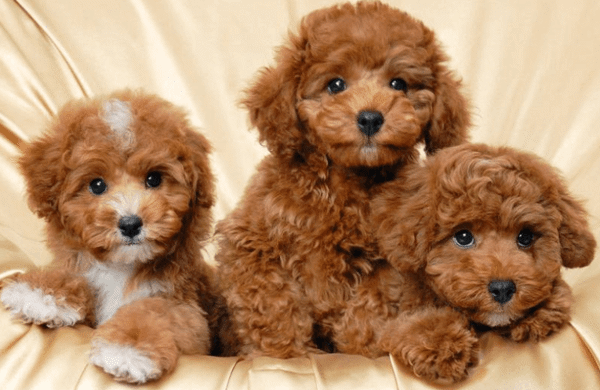 Kinh nghiệm chăm sóc chó poodle con mới đẻ