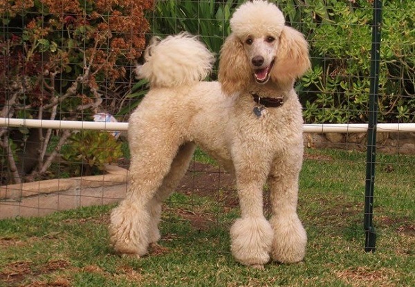 Chó poodle có mấy loại và giá từng loại trên thị trường hiện nay