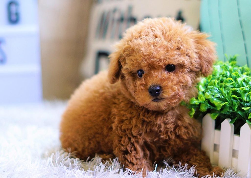 Các giống chó POODLE và GIÁ CHÓ POODLE theo từng loại