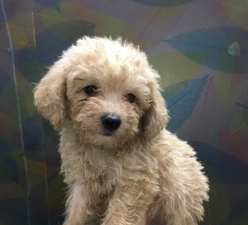 Giá chó Poodle màu kem là bao nhiêu?