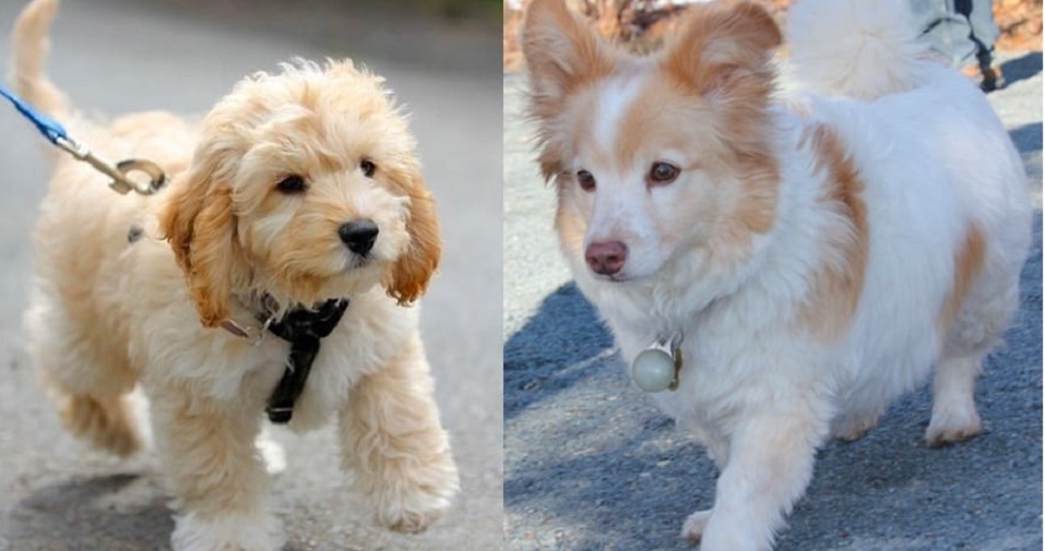 Dòng Chó Poochin – Poodle Lai Nhật – Tất Cả Thông Tin