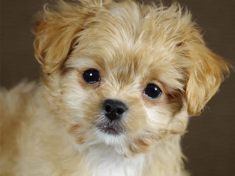 Chó poodle lai nhật giá bao nhiêu?