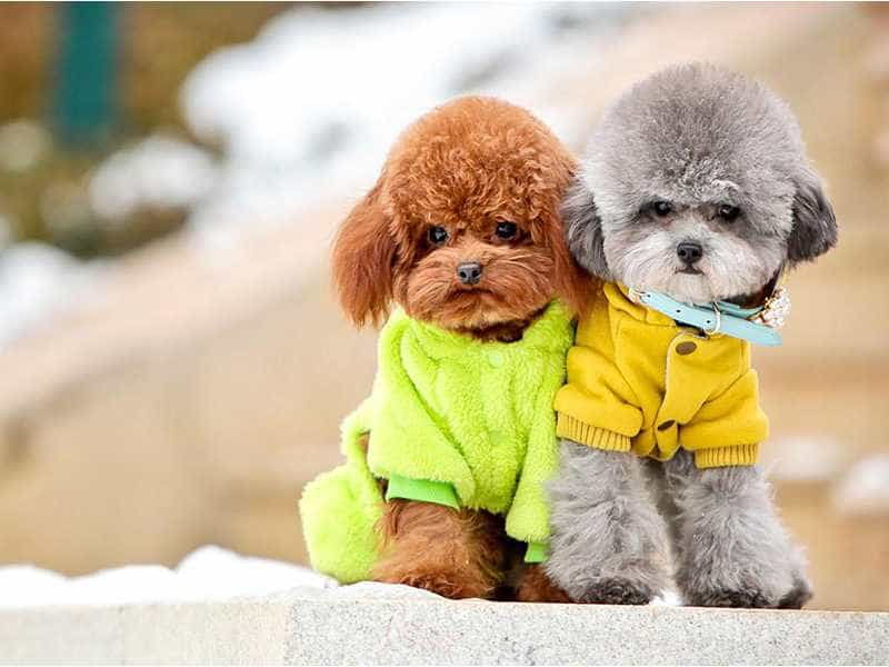 Poodle màu nào đẹp nhất?
