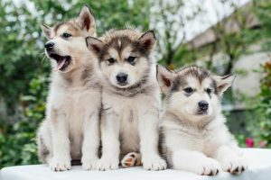 Chó Alaska giá bao nhiêu tại Việt Nam và các tiêu chí định giá