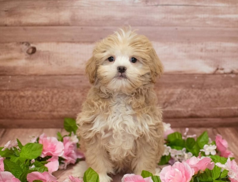 Chó poodle lai nhật đen trưởng thành