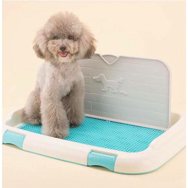 Cách Dạy Chó Poodle Đi Vệ Sinh Đúng Chỗ