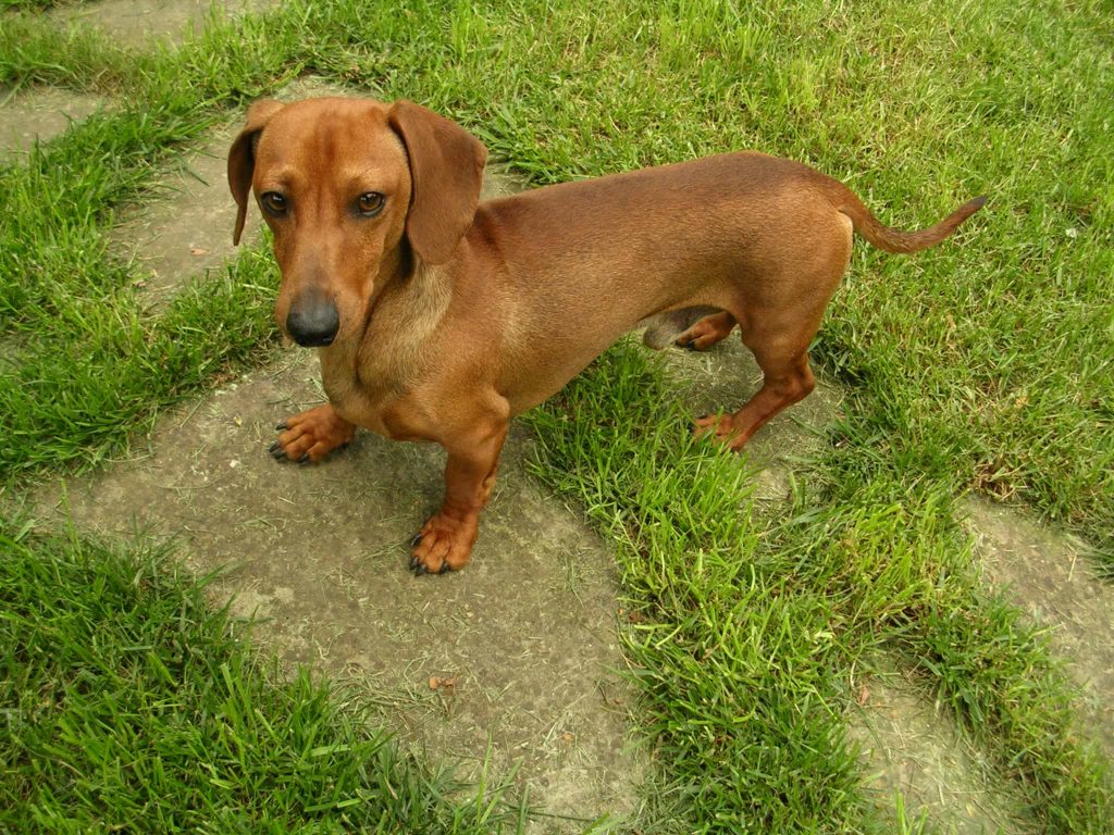 Chó Lạp Xưởng (Xúc Xích, Dachshund) giá bao nhiêu? Bán ở đâu