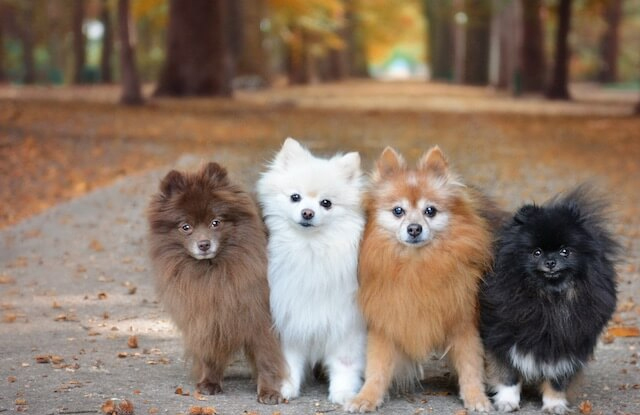Chó Phốc Sóc (Pomeranian) Thuần Chủng, Lai Đẹp
