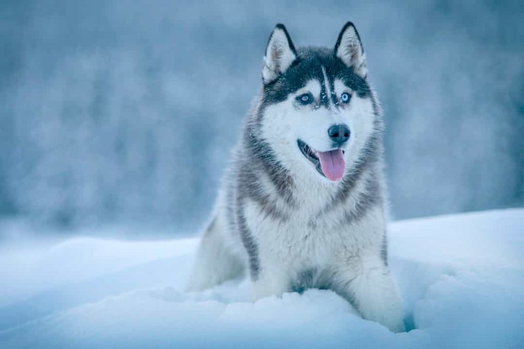 Bảng giá chó Husky con bao nhiêu tiền, đắt hay rẻ?