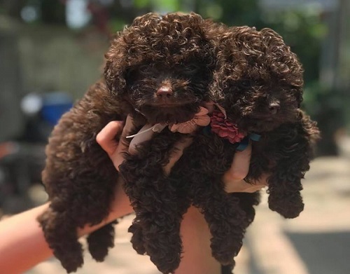 Mua Bán Chó Poodle Màu Socola Siêu Đáng Yêu