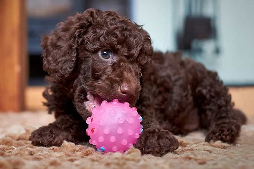 Poodle Socola: Đặc điểm, giá bán, cách chọn mua cún