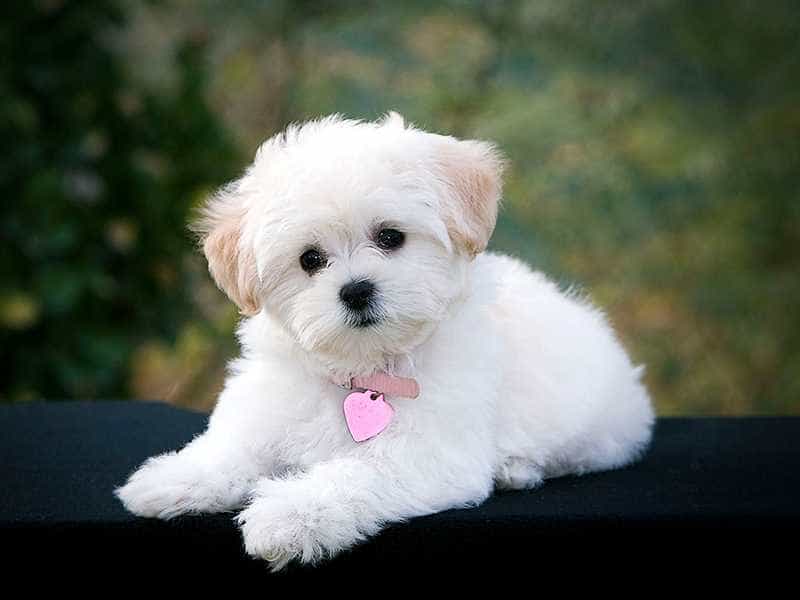 Cách tắm cho chó Poodle và sữa tắm nào phù hợp?