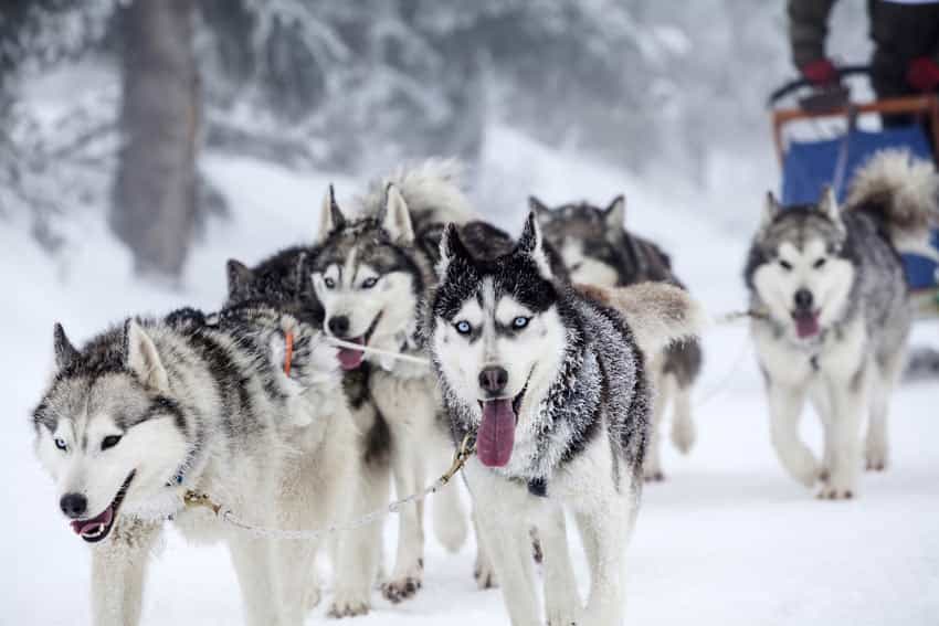 Giá chó Husky giá bao nhiêu? Kinh nghiệm chọn chó Husky